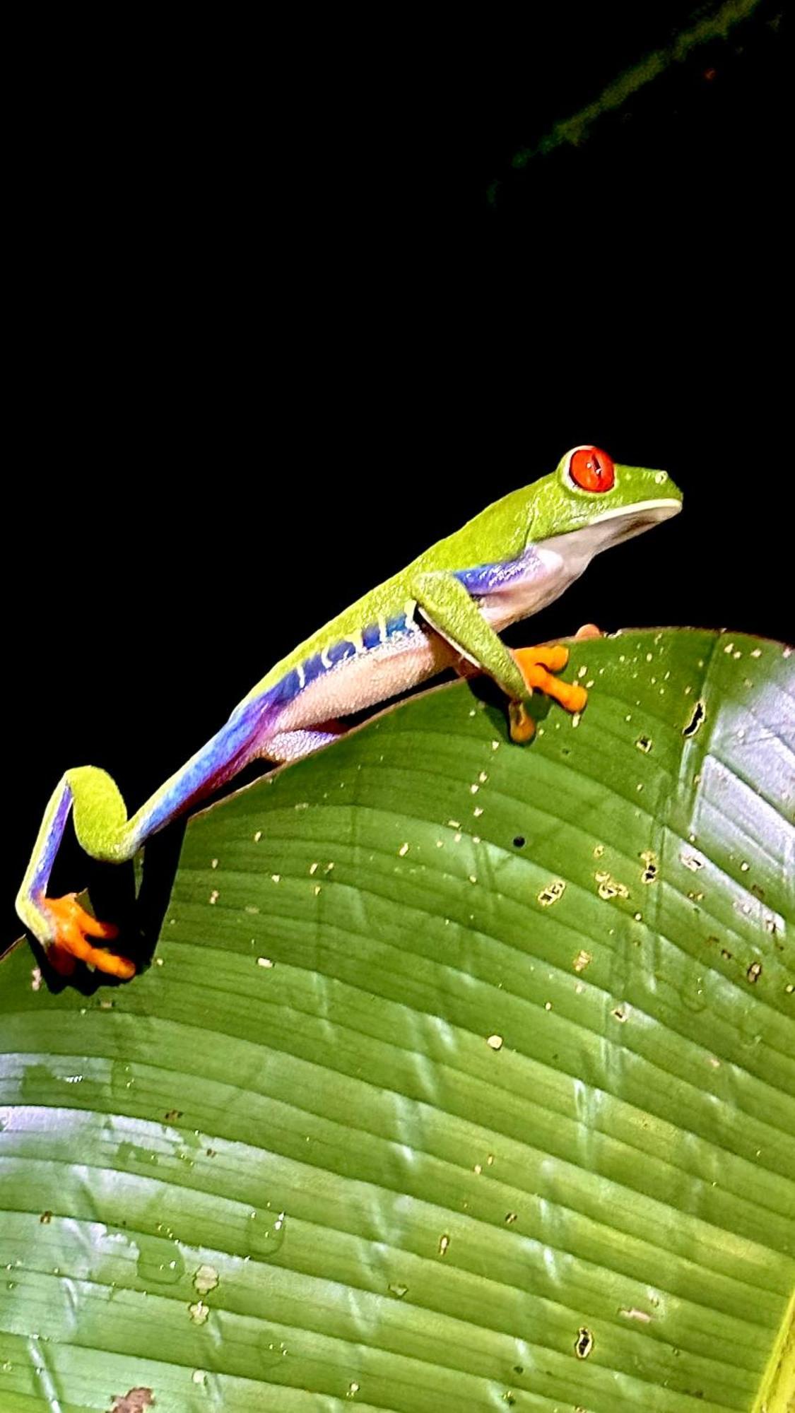 H Et L Appartement Tortuguero Buitenkant foto
