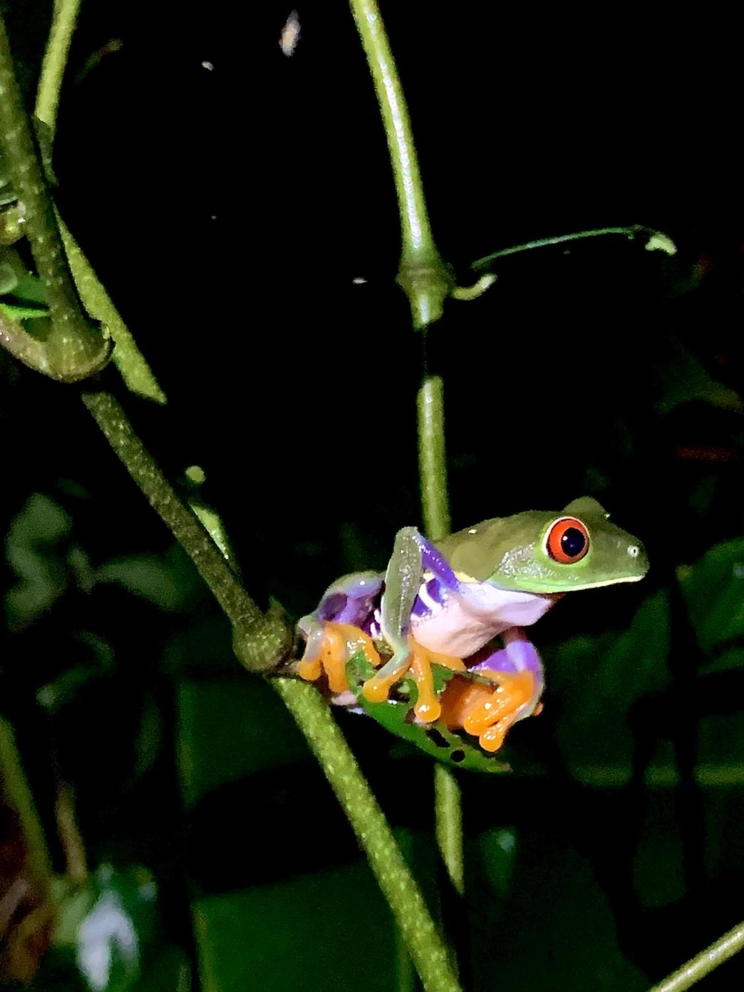 H Et L Appartement Tortuguero Buitenkant foto